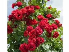 30CBE262-17A1-4EF8-928F-54C42B514377