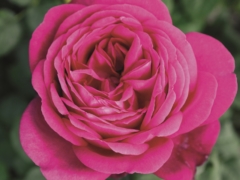 Johann Wolfgang Von Goethe Rose
