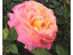 Augusta Luise