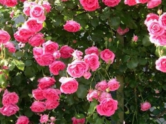963465B2-EA3C-4349-A725-34C659AB8FD2
