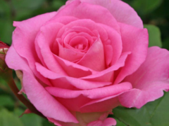 Beverly_1
