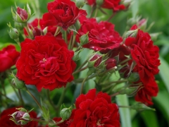 Crimson-Siluetta_00