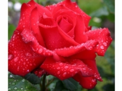 Grande Amore