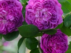 Reine De Violette