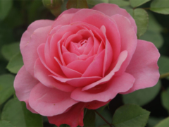 Rosanna®