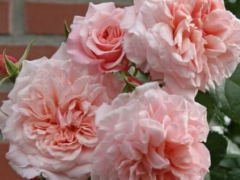 Rose De Tolbiac®