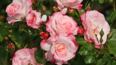 Rosenstadt Freising®