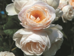 Uetersener Klosterrose