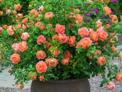 Rich orange-red buds open to chalice-shaped blooms, filled with loosely arranged, orange petals. The surrounding outer petals are salmon-pink with beautifully contrasting golden-yellow undersides. There is a pleasant, warm Tea fragrance, with hints of spiced apple and cloves. It quickly forms a bushy shrub with slightly arching stems and mid-green leaves, which have attractive, slightly bronzed tones when young. The name is taken from one of Alfred, Lord Tennysons poems to commemorate the 200th anniversary of his birth. David Austin, 2009.