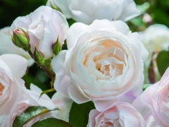 Peachy pink buds open to beautiful, white, chalice-shaped blooms, with a pinkish hue. The incurved petals create an arresting interplay of light and shadow. The strong Old Rose fragrance has hints of almond blossom, cucumber and lemon zest. It forms a most attractive neat, rounded, bushy shrub. Named after the tragic heroine of Shakespeares Othello.. David Austin, 2015.