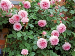 With its vigorous, upright growth it makes a wonderful climber in a short time. The strikingly beautiful flowers are mid pink at the centre, gradually becoming lighter towards the edges. The numerous, neatly placed petals in each bloom create a slightly domed shape. Named after the British flautist. David Austin, 2000.