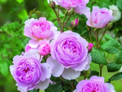 B/28A/09(M)An impressive variety, bearing masses of large, many petalled blooms on a bushy, quite upright shrub. The blooms are a lovely glowing mid pink at the centre, paling towards the edges. Over time, they each reveal a cluster of golden stamens. There is a medium-strong myrrh fragrance. The name of this rose was inspired by Samuel Taylor Coleridge’s epic poem, The Rime of the Ancient Mariner.
