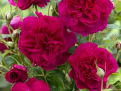 This is a variety of very different character from the general run of English Roses, being rather closer to the Species Roses than to the Old Roses and more natural and shrubby in growth. A striking crimson-red; the individual flowers can best be described as shallowly cupped, opening as informal rosettes; the petals quickly reflexing as the flowers age. They are held in medium-sized heads; the individual blooms nodding attractively on the stem. They have an Old Rose fragrance with a strong lemon zest character. It forms a strong, rather informal shrub. Named for Canterbury Cathedral.