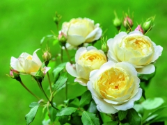 Pink-tinged buds open to medium-sized cups held in large clusters. Pale yellow, paling to white at the edges; each has a rich yellow eye. The fragrance is similar to green tea with aspects of lemon and honey. It forms a bushy, upright shrub. Named for the artist, designer and founder member of the Bloomsbury Group – sister of the writer, Virginia Woolf.