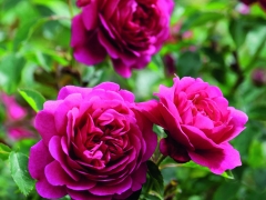 The flowers start as small buds, opening to full petalled, wide open rosettes of a bright crimson-red. As the flowers age, the blooms become dome-shaped while the colour – unusually for the English Roses – gradually intensifies. It forms a very bushy, neatly rounded shrub with slightly arching growth. Named after the well-known writer, journalist and broadcaster.