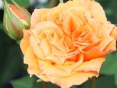 ApricotClementine