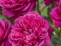 Bears large, many petalled, deep pink rosettes, each with a button eye. There is a light-medium strength fruity fragrance. It forms a neat and tidy shrub with a bushy, upright habit. Named for the son of David Austin Senior and brother of David Austin Junior. David Austin, 2017.