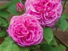 Always one of the first English Roses to start flowering, its perfect scrolled buds open to large, rosette-shaped flowers of bright glowing pink. The beautiful, perfectly balanced Old Rose scent is often described as being the quintessential Old Rose fragrance. A vigorous rose; it will form a medium-sized, upright shrub. Named for the famous garden designer and author. David Austin, 1986.