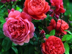 Vibrant blooms of an unusual orange-red colour. They open to full, medium-large cups, with many inner petals arranged rather informally within a perfect ring of outer petals. There is a lovely mixed scent with hints of chrysanthemum leaves, ripe bananas and Tea. It forms a bushy, upright shrub.