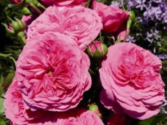 Kolner Flora®
