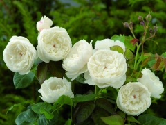 Produces white, shallowly cupped, full petalled blooms with impressive regularity throughout the summer. They have a puremyrrh fragrance. It forms an attractive shrub with bushy, relatively upright growth. Named to celebrate the Royal Wedding.