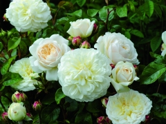 Beautifully rounded flowers, with neatly placed petals making up perfect rosettes. The buds are lightly tinged with yellow but as the flowers open they become pure white. A vigorous shrub; its growth is bushy and upright, clothed in light green foliage, curving outwards in a most attractive manner. With its pure white flowers, this rose lives up to its name.
