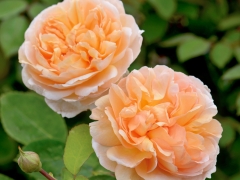 A/8A/07Bears large, quartered rosettes, each about 4” across, packed with loosely arranged petals. They are a beautiful shade of pure apricot, paling towards the edges. There is a lovely Tea fragrance, with hints of cedar wood and vanilla. Named for Plant Heritage, who do so much to protect Britain’s garden plant diversity.