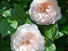 A repeat-flowering variety which, unusually for a rambler, has fully double flowers that are small and cup-shaped. They are blush pink, fading to blush white and are held in large, gracefully hanging sprays. The petals of each bloom are beautifully arranged around a little button eye; the overall appearance being one of exceptional prettiness and charm. Named for the village where our nursery is located.
