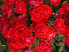 Black Forest Rose