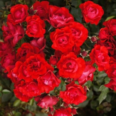 Black Forest Rose