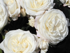 Alabaster