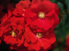Austriana