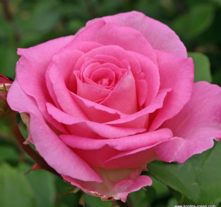 Beverly_1