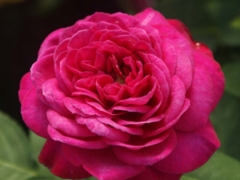 Heidi Klum Rose