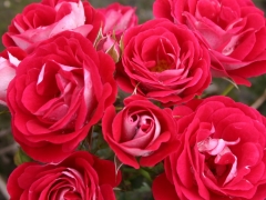 Corazon_04