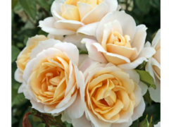 Lions Rose®