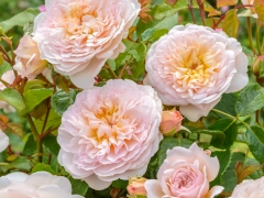An exceptionally beautiful rose with distinctive neat, flat blooms. Each bloom is a lovely soft pink, the smaller central petals deepening to rich apricot and surrounding deep-set stamens. The strong Tea scent becomes more Old Rose, with delicious hints of lemon and grapefruit. It forms a bushy shrub with strong, healthy, upright growth. Named for the Brontë Society to celebrate the bicentenary of the novelist’s birth. David Austin 2018