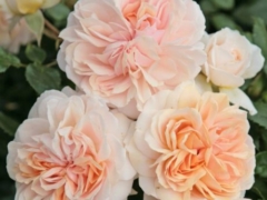 Garden Of Roses