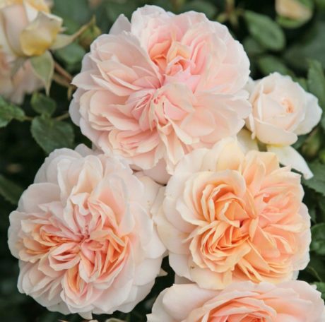 Garden Of Roses