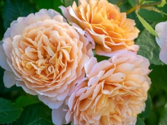 Lovely pure apricot flowers – darker in the middle, paler towards the edges. They form perfect rosettes with reflexed outer petals and a warm Tea scent. A branching shrub; its growth is broad and arching. Named to celebrate the defining characteristic of the English Roses. David Austin, 2001.