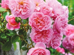 A very large shrub, producing mid pink, rosette blooms in both small and large sprays. The individual blooms have a simple beauty but are particularly impressive when viewed en masse. The foliage is fine and pointed, similar to that of a Wild Rose. It is very tough, reliable and healthy. Named after the Royal Horticultural Society’s Essex estate, which includes many English Roses.