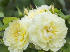 Bears pretty, lightly scented, pale yellow blooms, fading almost to cream. The many delicately frilled petals are arranged around a button eye. It forms a sturdy, quite upright shrub with glossy foliage. Named after the character in Shakespeare's Cymbeline. David Austin, 2016.