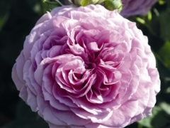 Lavender Ice