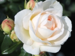Marie Antoinette