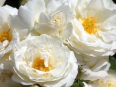 Midsummersnow2