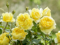 A/4A/09(D/17A/09)Bears rich yellow flowers, which pale over time. Their formation is most pleasing, having a neat outer ring of petals enclosing an informal group of petals within. There is a strong, wonderfully rich fragrance with a hint of lemon, which becomes sweeter and stronger with age. It forms a bushy, nicely rounded shrub with arching branches and rather shiny foliage.