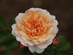 Medium-large, flat, quartered rosettes of rich apricot, paling towards the edges. They have a lovely Tea fragrance. A vigorous, rather upright shrub; the foliage and young stems are a beautiful bronzy-red at first, becoming dark green over time. Named after the model village in the Wirral where there is a beautiful garden of English Roses.