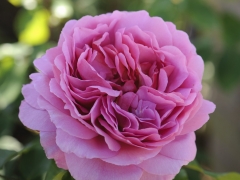 The unusually large, bright pink flowers are full-petalled and deeply cupped. In spite of their size, they are never clumsy, being held nicely poised on a well-rounded shrub. There is a strong and delicious fresh Tea fragrance, which changes to lemon, eventually taking on hints of blackcurrants. Named for Princess Alexandra a keen gardener.
