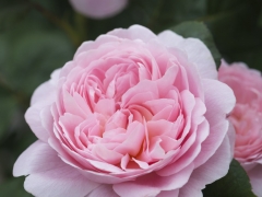 Exquisite little buds open to half-enclosed cups, eventually becoming wide, shallow, upward-facing cups of pleasing formality. The colour begins as soft-apricot pink, gradually changing to pure soft pink over time. There is a lovely myrrh fragrance. It forms a bushy, yet upright shrub. Named to commemorate the Treaty of Friendship and Commerce between Sweden and Great Britain.