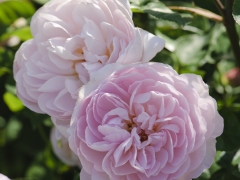The perfectly formed, shallow cups are pure light pink, paling to soft blush on the outer petals. There is a strong, warm myrrh fragrance. It forms an attractive, quite broad shrub, with slightly arching stems. The leaves are tinged red at first, later turning green. Hermione is the faithful wife of Leontes, the King of Sicila, in Shakespeares The Winters Tale. David Austin, 2005.